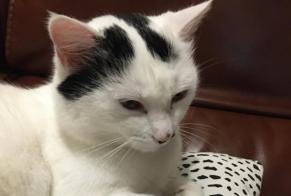 Disappearance alert Cat Female , 6 years Saint-Brice-sur-Vienne France