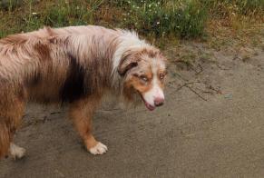 Discovery alert Dog  Male Lucciana France