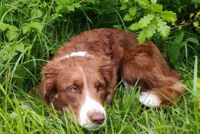 Discovery alert Dog  Unknown Saint-Maurice Switzerland