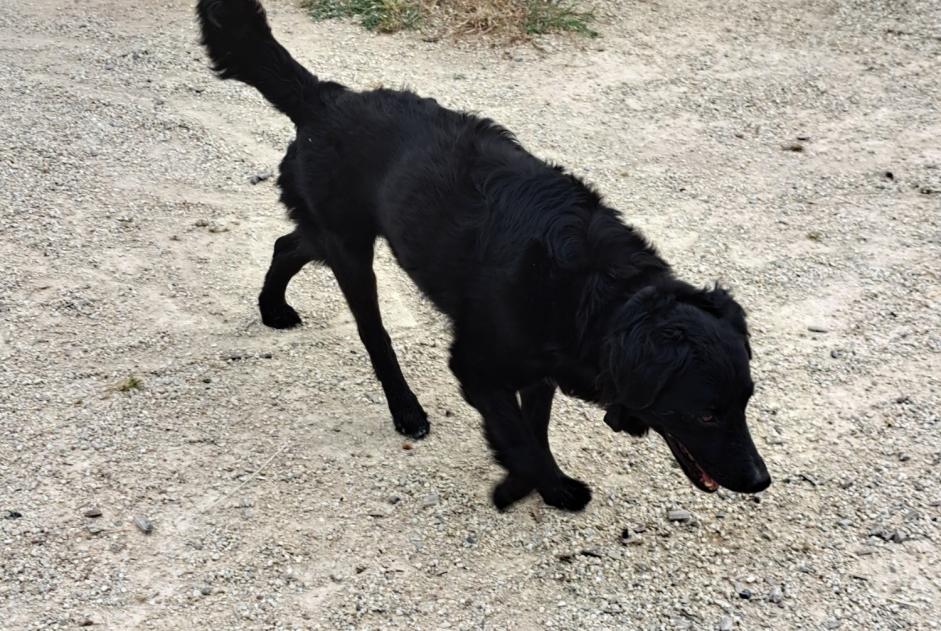 Discovery alert Dog miscegenation Male Les Sables-d'Olonne France
