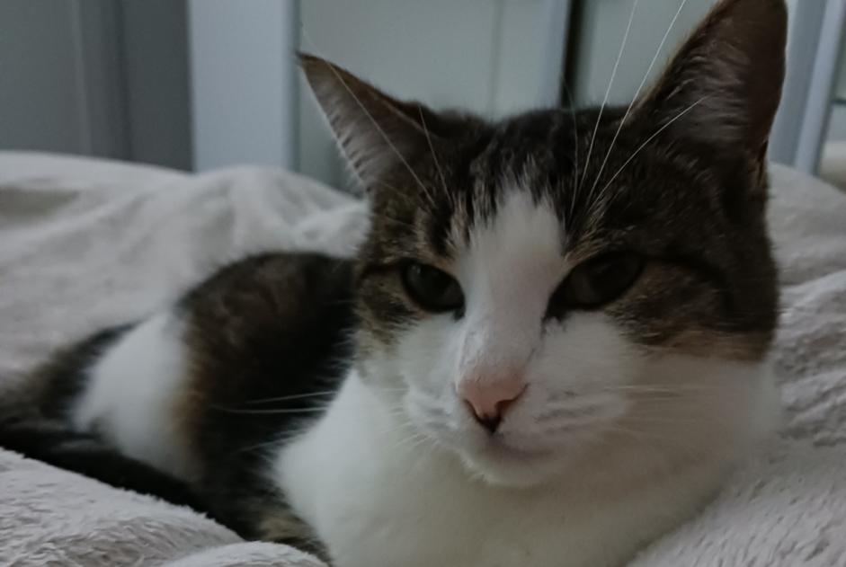 Disappearance alert Cat  Female , 5 years Gainneville France