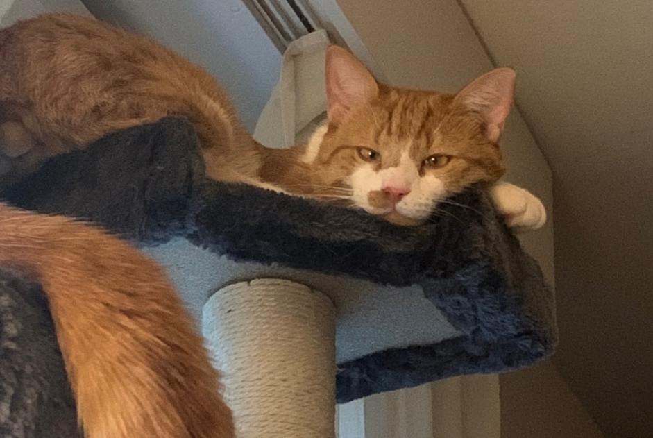 Disappearance alert Cat miscegenation Male , 4 years Lausanne Switzerland