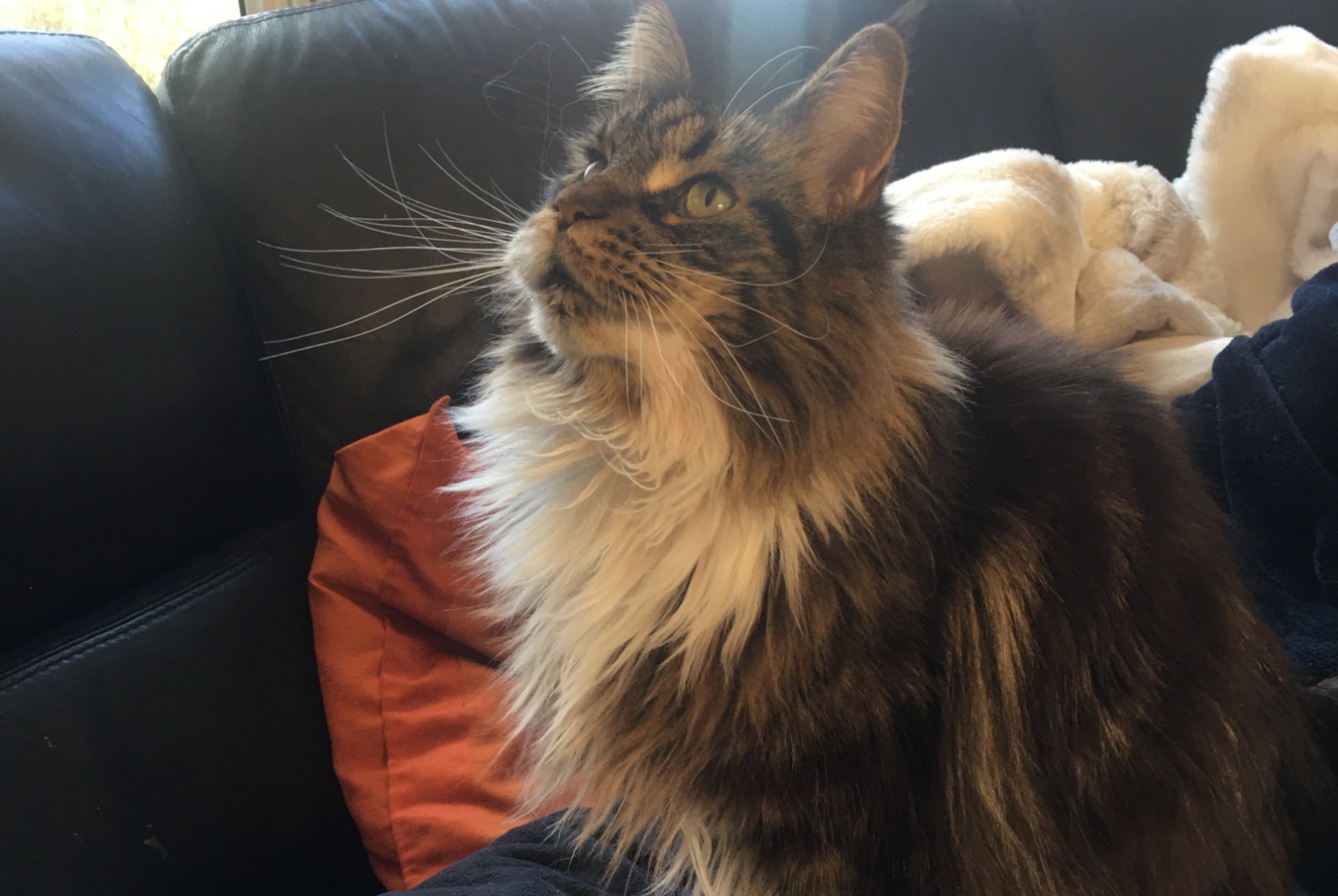Disappearance alert Cat miscegenation Female , 7 years Wattignies France