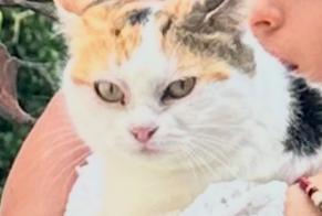 Disappearance alert Cat  Male , 1 years Cortaillod Switzerland
