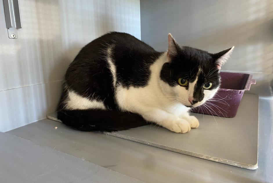Discovery alert Cat  Female , 2 years Achères France