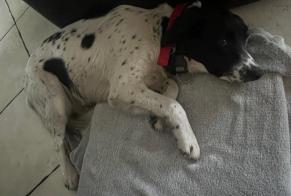 Discovery alert Dog  Female Liposthey France