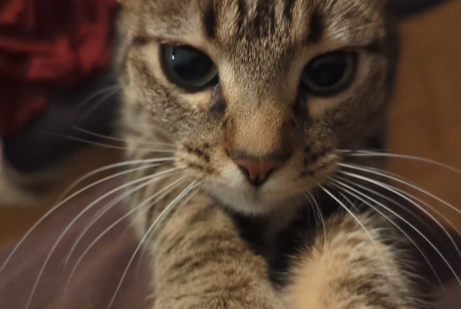 Disappearance alert Cat Female , 2 years Vernier Switzerland