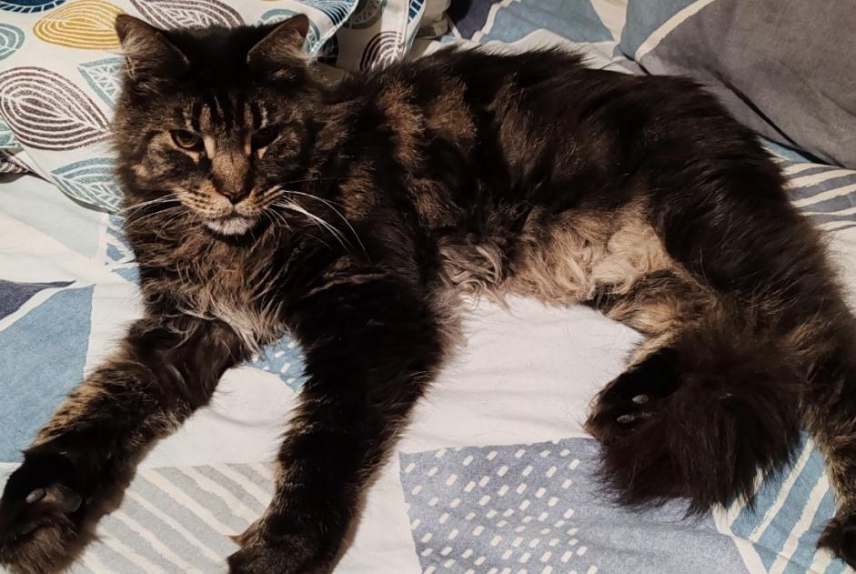 Disappearance alert Cat  Male , 7 years Les Martres-de-Veyre France