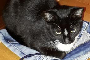 Disappearance alert Cat miscegenation Female , 8 years Tolochenaz Switzerland