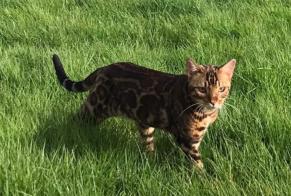 Disappearance alert Cat  Male , 2 years Saint-Florent France