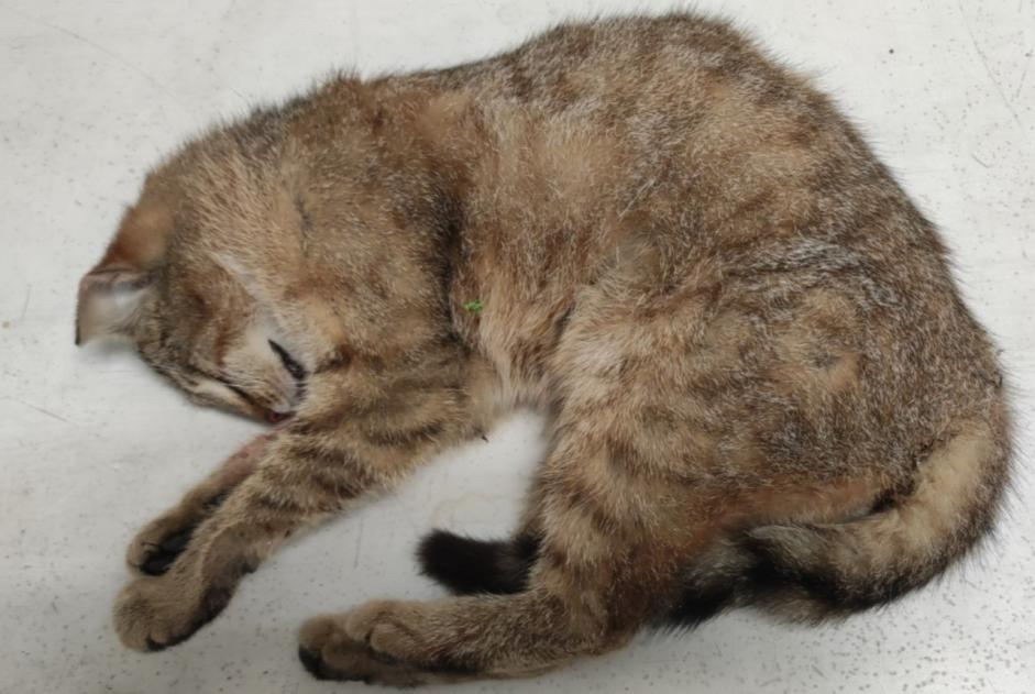 Discovery alert Cat miscegenation Female Rœulx France