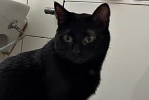 Disappearance alert Cat Female , 10 years Wünnewil-Flamatt Switzerland