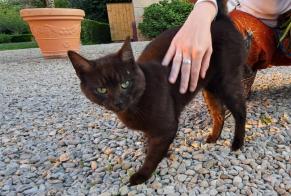 Discovery alert Cat Male Val-Suzon France