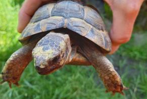 Discovery alert Other Tortue Unknown Fribourg Switzerland