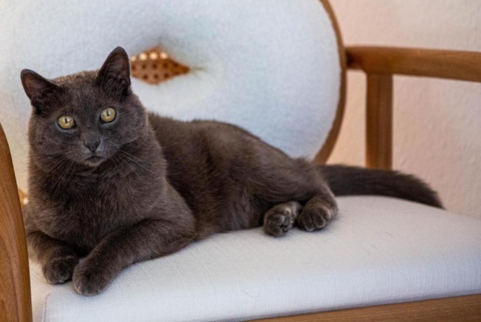 Disappearance alert Cat Male , 13 years Morges Switzerland