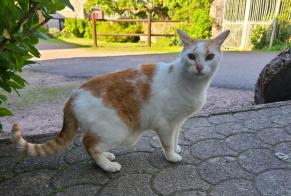 Discovery alert Cat Male , 7 years Mesvres France