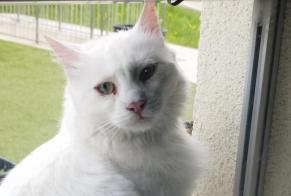 Discovery alert Cat Unknown Val-de-Ruz Switzerland