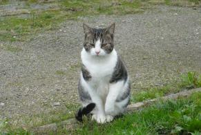 Disappearance alert Cat  Male , 9 years Trégunc France