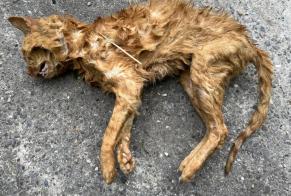Discovery alert Cat Unknown Delley-Portalban Switzerland