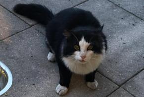 Discovery alert Cat Unknown Forel (Lavaux) Switzerland