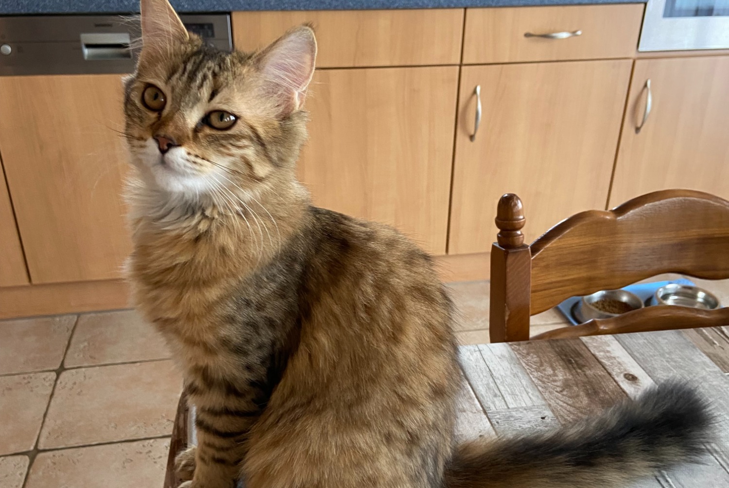 Disappearance alert Cat  Female , 1 years L'Isle Switzerland