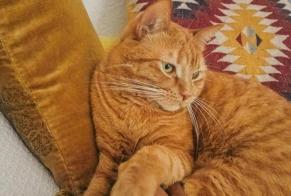 Disappearance alert Cat miscegenation Male , 3 years Fribourg Switzerland