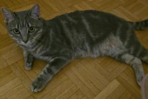 Disappearance alert Cat miscegenation Female , 1 years Le Grand-Saconnex Switzerland