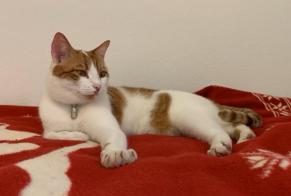 Disappearance alert Cat Male , 2 years Versoix Switzerland