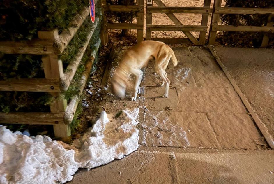 Dog Found in Saanen (Bern, Switzerland)  - discovery  Pet Alert  alert #359293