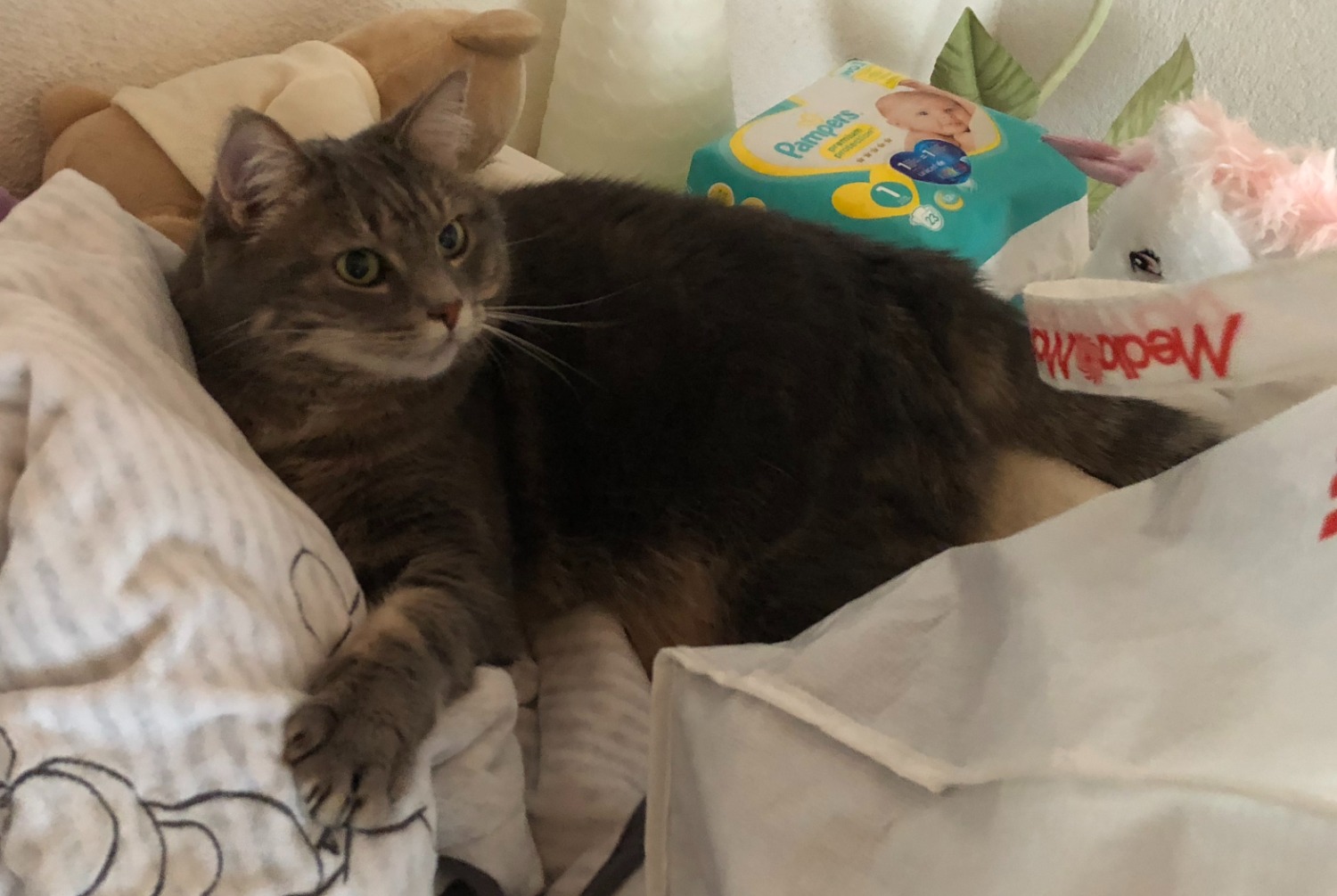 Disappearance alert Cat Female , 10 yeahr Val-de-Ruz Switzerland