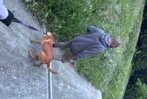 Discovery alert Dog  Female Val de Bagnes Switzerland