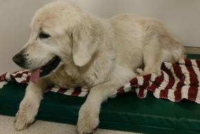 Discovery alert Dog  Female Veyrier Switzerland