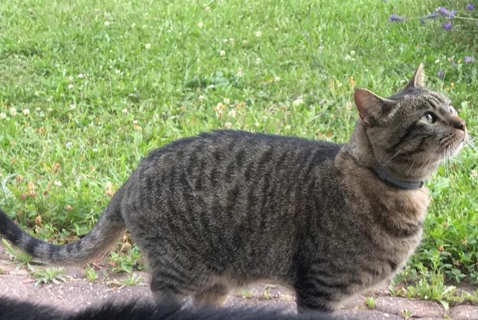 Alerta de Desaparición Gato cruce Macho , 10 años Cottens Suiza