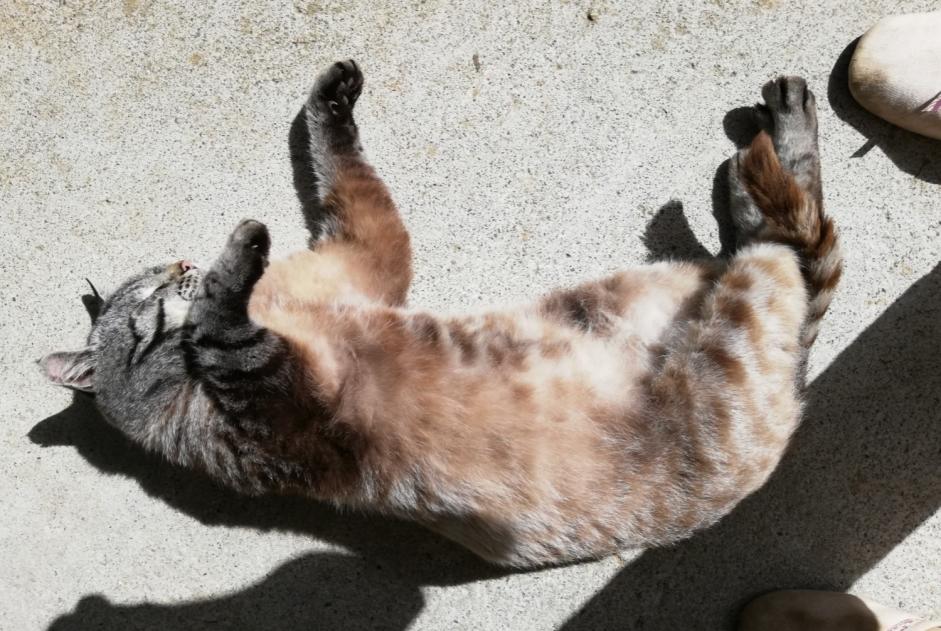 Alerta de Desaparición Gato  Macho , 5 años Lanvollon Francia