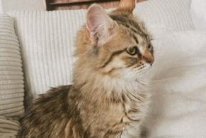 Alerta de Desaparición Gato  Hembra , 1 años Vevey Suiza