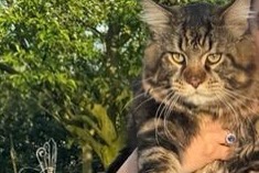 Alerta de Desaparición Gato  Macho , 1 años Versoix Suiza