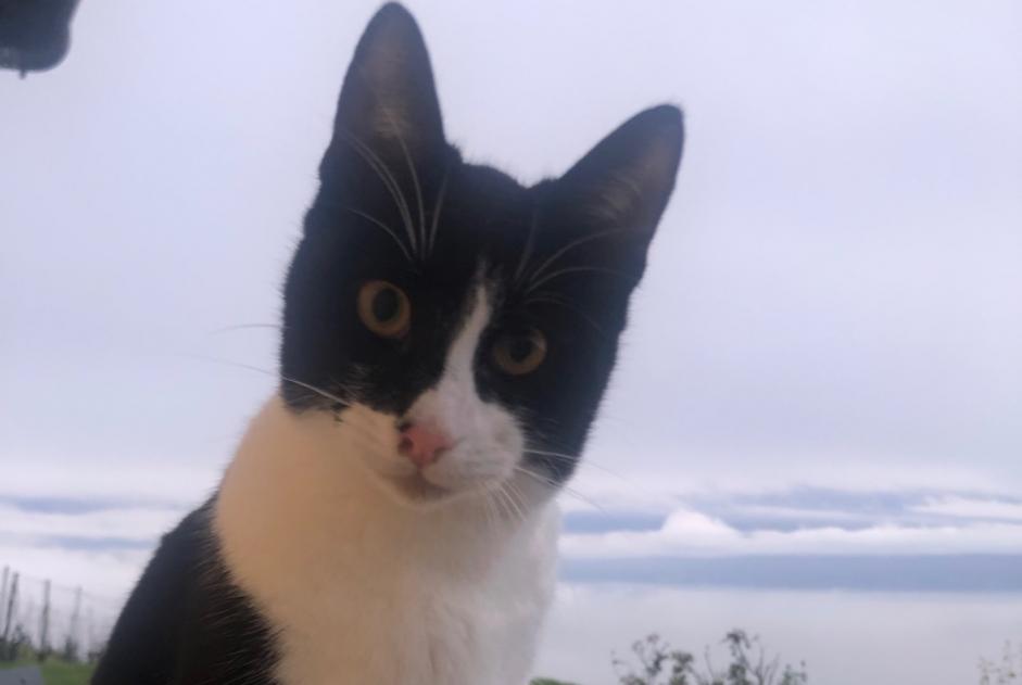 Alerta de Desaparición Gato  Macho , 1 años Bourg-en-Lavaux Suiza