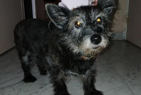 Alerta de Desaparición Perro cruce Hembra , 16 años Fully Suiza