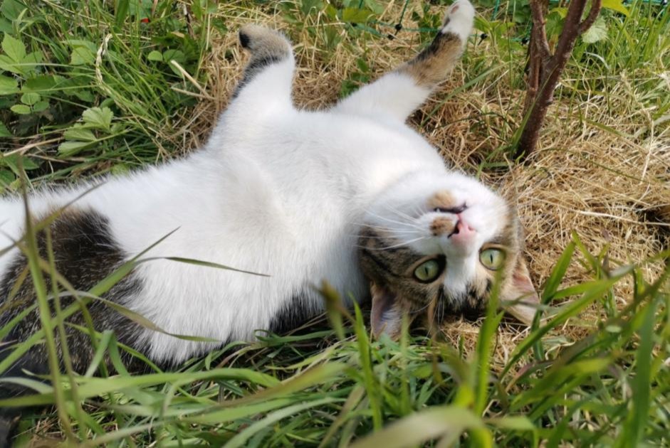 Alerta de Desaparición Gato Macho , 4 años La Rippe Suiza