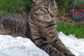 Alerta de Desaparición Gato cruce Macho , 4 años Vernier Suiza