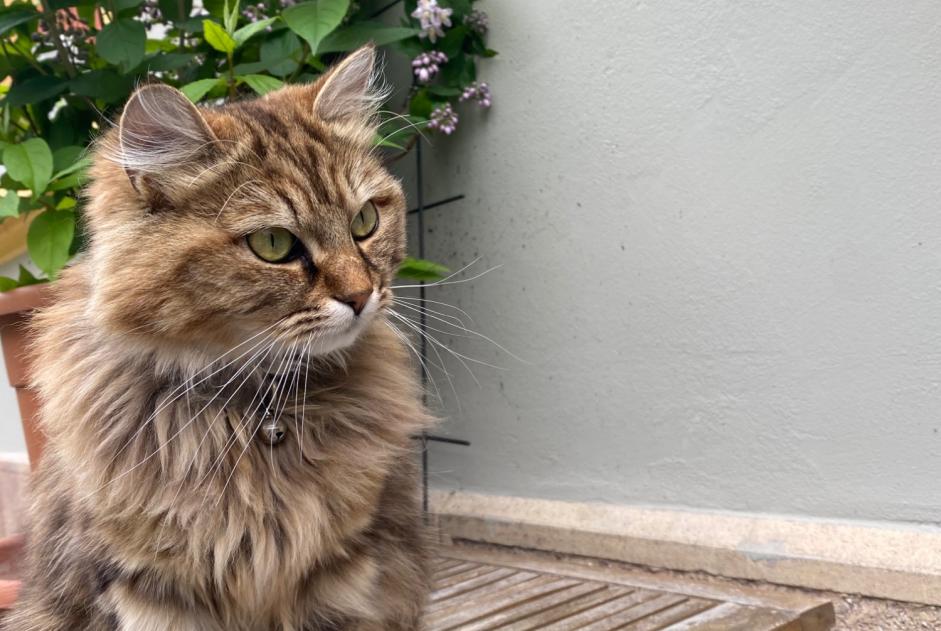 Alerta de Desaparición Gato cruce Hembra , 1 años Vevey Suiza