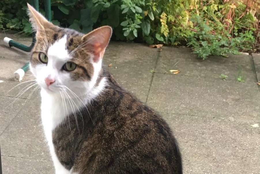 Alerta de Desaparición Gato cruce Macho , 7 años Bern Suiza