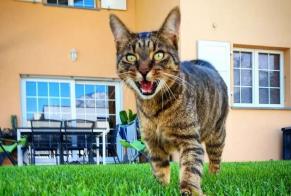 Alerta de Hallazgo Gato Desconocido Saillon Suiza