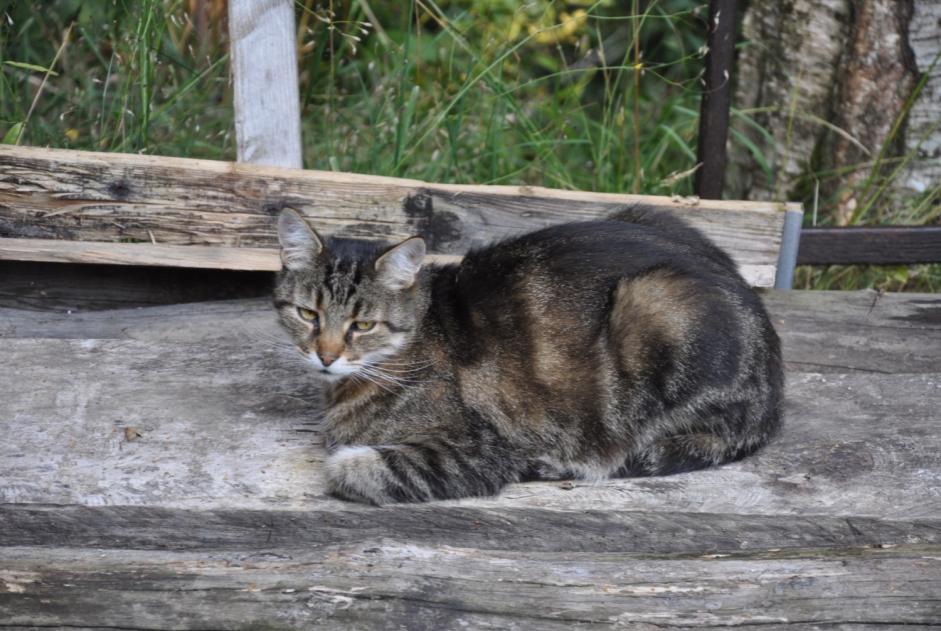 Alerta de Desaparición Gato Macho , 12 años Blonay - Saint-Légier Suiza