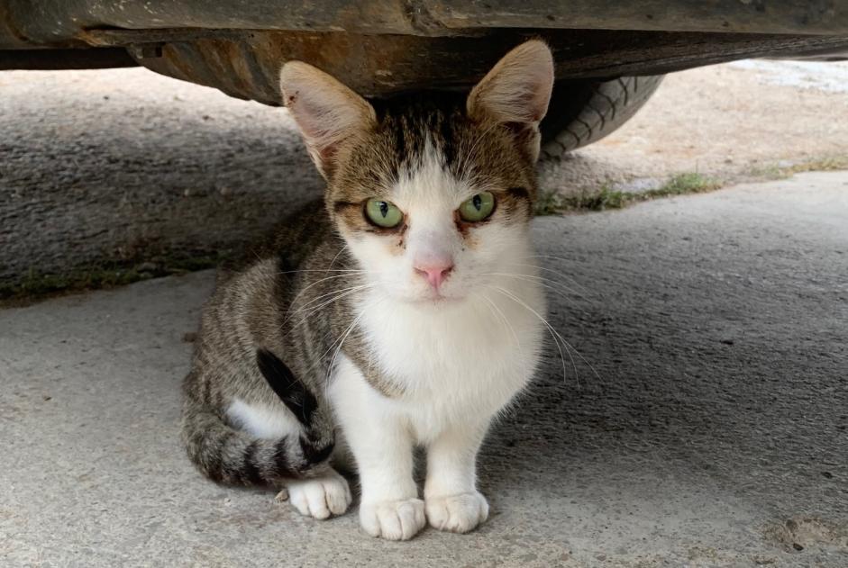 Alerta de Hallazgo Gato Desconocido , Entre 4 y 6 meses Sainte-Croix Suiza