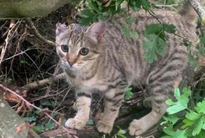 Alerta de Hallazgo Gato cruce Macho Carouge Suiza