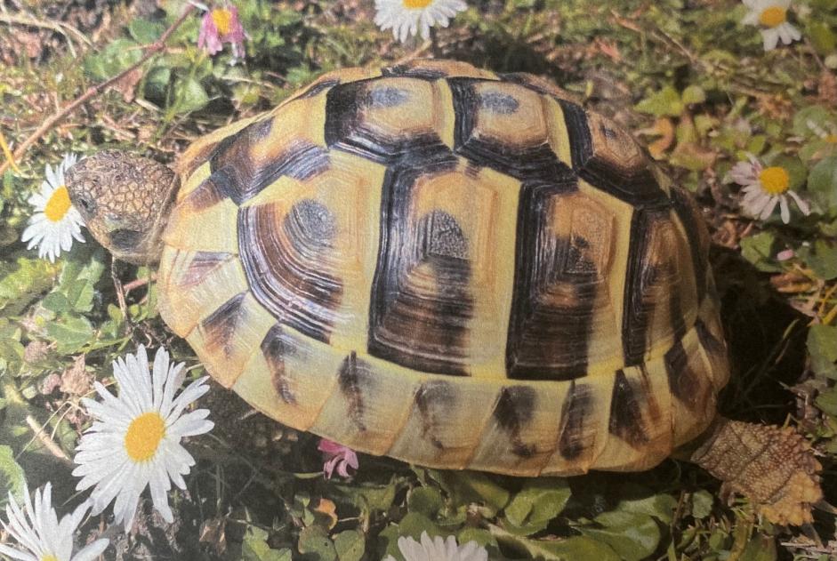 Alerta de Desaparición Tortuga Hembra , 2024 años Martigny Suiza