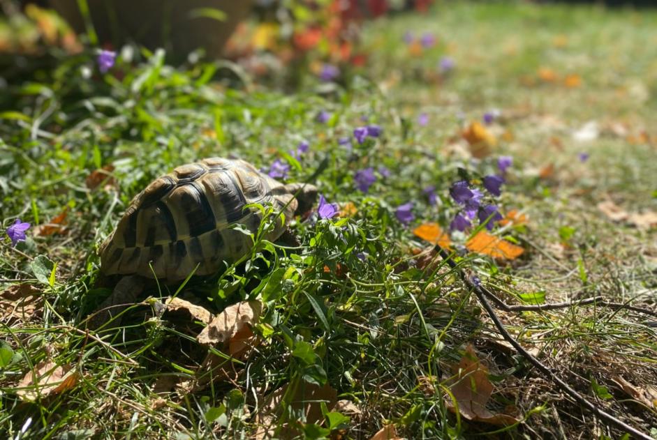 Alerta de Desaparición Tortuga Hembra , 2024 años Martigny Suiza