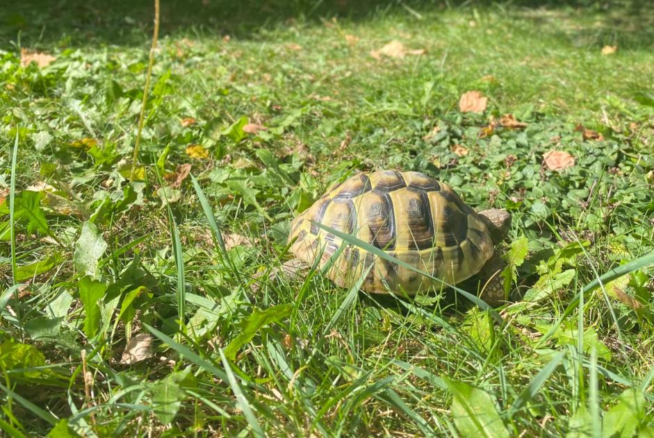 Alerta de Desaparición Tortuga Hembra , 2024 años Martigny Suiza