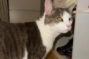 Alerta de Hallazgo Gato Macho Belmont-sur-Lausanne Suiza